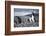 A Magellanic penguin shaking water off its feathers after a swim, Martillo Island, Argentina, South-Fernando Carniel Machado-Framed Photographic Print