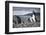 A Magellanic penguin shaking water off its feathers after a swim, Martillo Island, Argentina, South-Fernando Carniel Machado-Framed Photographic Print