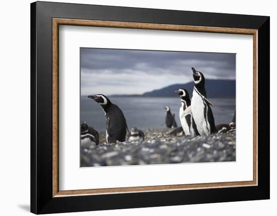 A Magellanic penguin shaking water off its feathers after a swim, Martillo Island, Argentina, South-Fernando Carniel Machado-Framed Photographic Print