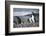 A Magellanic penguin shaking water off its feathers after a swim, Martillo Island, Argentina, South-Fernando Carniel Machado-Framed Photographic Print