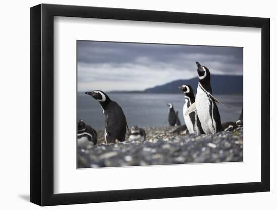 A Magellanic penguin shaking water off its feathers after a swim, Martillo Island, Argentina, South-Fernando Carniel Machado-Framed Photographic Print