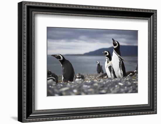 A Magellanic penguin shaking water off its feathers after a swim, Martillo Island, Argentina, South-Fernando Carniel Machado-Framed Photographic Print