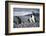 A Magellanic penguin shaking water off its feathers after a swim, Martillo Island, Argentina, South-Fernando Carniel Machado-Framed Photographic Print