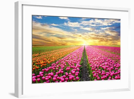 A Magical Landscape with Sunrise over Tulip Field in the Netherlands-Andrij Vatsyk-Framed Photographic Print