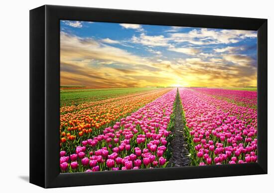 A Magical Landscape with Sunrise over Tulip Field in the Netherlands-Andrij Vatsyk-Framed Premier Image Canvas