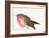 A Magical Little Robin Called Wisp, 2011-Nancy Moniz-Framed Giclee Print