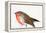 A Magical Little Robin Called Wisp, 2011-Nancy Moniz-Framed Premier Image Canvas
