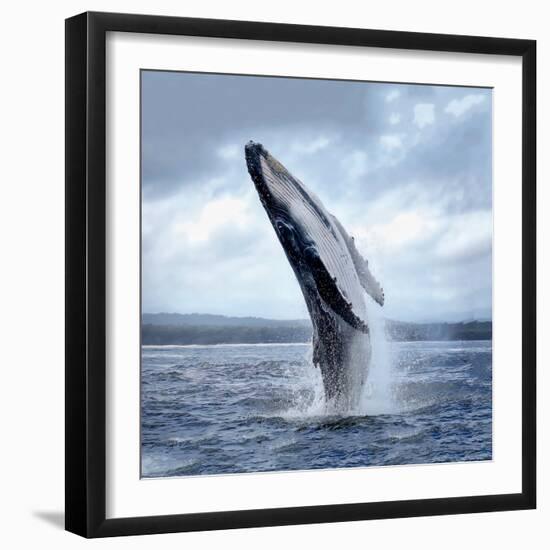 A Magnificent Humpback Whale in an Upright Position with Splashes Jumped to the Surface Close-Up-Vladimir Turkenich-Framed Photographic Print