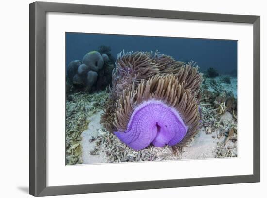 A Magnificent Sea Anemone Grows in Komodo National Park-Stocktrek Images-Framed Photographic Print