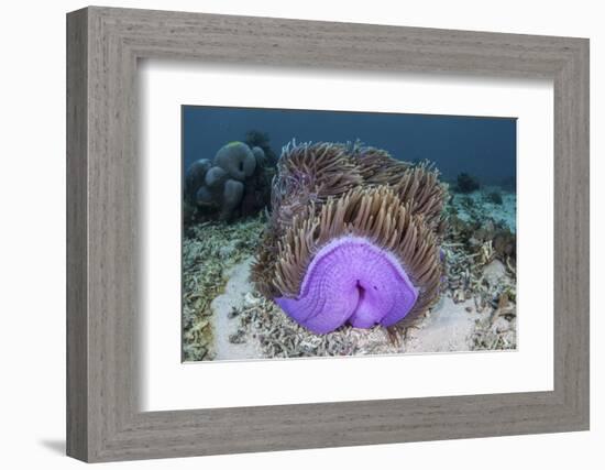 A Magnificent Sea Anemone Grows in Komodo National Park-Stocktrek Images-Framed Photographic Print