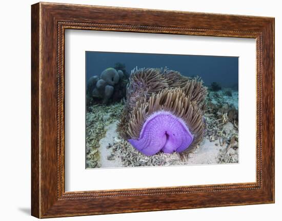 A Magnificent Sea Anemone Grows in Komodo National Park-Stocktrek Images-Framed Photographic Print