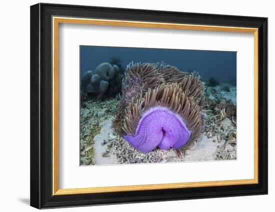 A Magnificent Sea Anemone Grows in Komodo National Park-Stocktrek Images-Framed Photographic Print