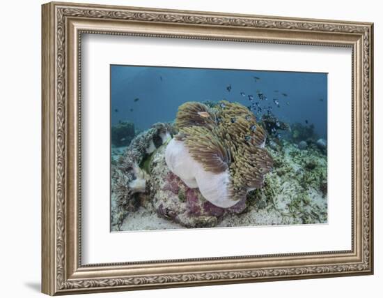 A Magnificent Sea Anemone Hosts Anemonefish in Komodo National Park-Stocktrek Images-Framed Photographic Print