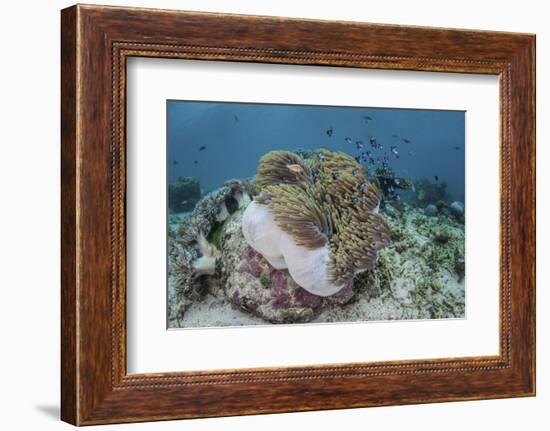 A Magnificent Sea Anemone Hosts Anemonefish in Komodo National Park-Stocktrek Images-Framed Photographic Print