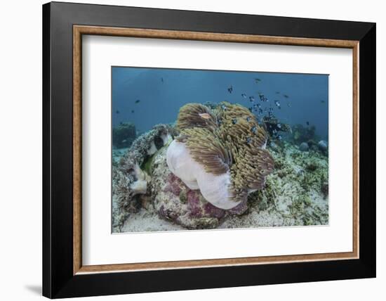 A Magnificent Sea Anemone Hosts Anemonefish in Komodo National Park-Stocktrek Images-Framed Photographic Print