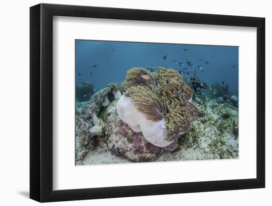 A Magnificent Sea Anemone Hosts Anemonefish in Komodo National Park-Stocktrek Images-Framed Photographic Print