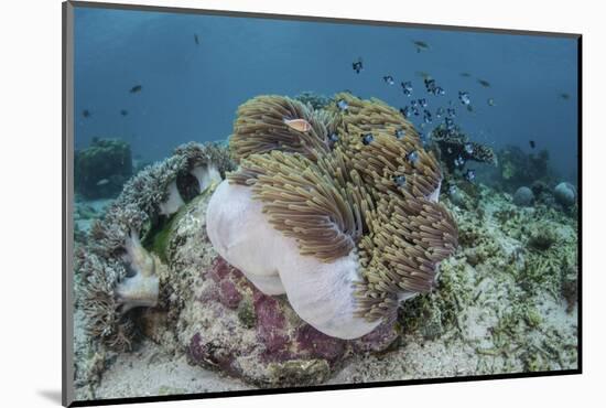 A Magnificent Sea Anemone Hosts Anemonefish in Komodo National Park-Stocktrek Images-Mounted Photographic Print