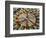 A Makeshift Peace Sign of Flowers Lies on Top John Lennon's Strawberry Fields Memorial-null-Framed Photographic Print