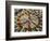 A Makeshift Peace Sign of Flowers Lies on Top John Lennon's Strawberry Fields Memorial-null-Framed Photographic Print