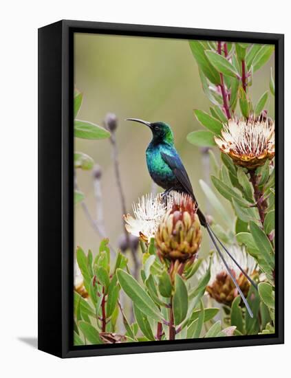 A Malachite Sunbird on a Protea Flower at 9,750 Feet on the Moorlands of Mount Kenya-Nigel Pavitt-Framed Premier Image Canvas