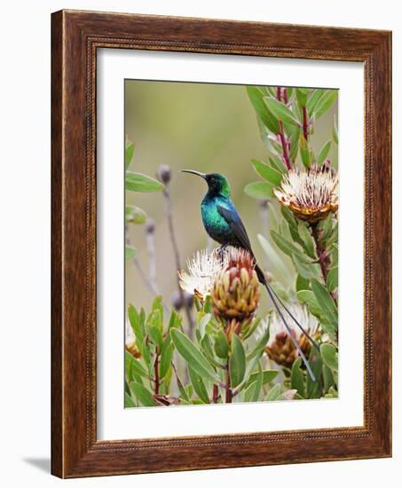 A Malachite Sunbird on a Protea Flower at 9,750 Feet on the Moorlands of Mount Kenya-Nigel Pavitt-Framed Photographic Print