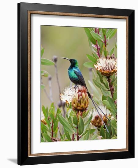 A Malachite Sunbird on a Protea Flower at 9,750 Feet on the Moorlands of Mount Kenya-Nigel Pavitt-Framed Photographic Print