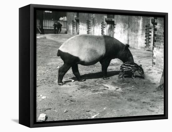 A Malayan Tapir with its 4 Day Old Baby at London Zoo, July 1921-Frederick William Bond-Framed Premier Image Canvas