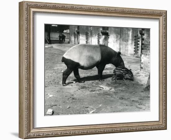 A Malayan Tapir with its 4 Day Old Baby at London Zoo, July 1921-Frederick William Bond-Framed Photographic Print