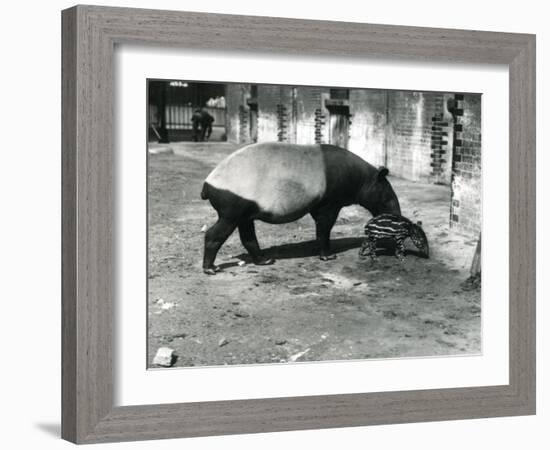 A Malayan Tapir with its 4 Day Old Baby at London Zoo, July 1921-Frederick William Bond-Framed Photographic Print