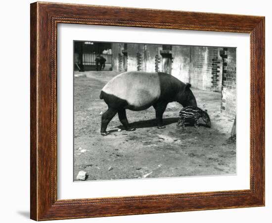 A Malayan Tapir with its 4 Day Old Baby at London Zoo, July 1921-Frederick William Bond-Framed Photographic Print