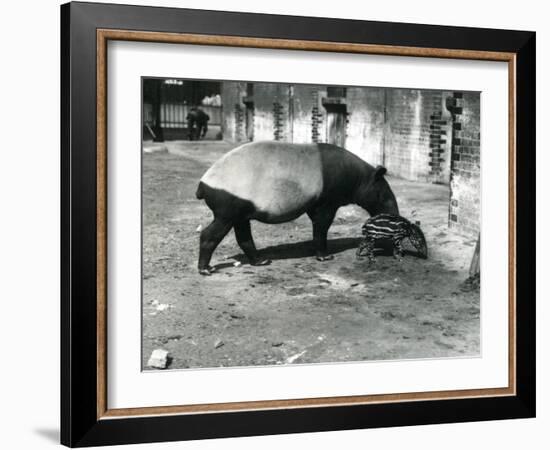 A Malayan Tapir with its 4 Day Old Baby at London Zoo, July 1921-Frederick William Bond-Framed Photographic Print