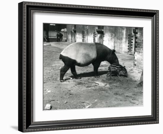 A Malayan Tapir with its 4 Day Old Baby at London Zoo, July 1921-Frederick William Bond-Framed Photographic Print