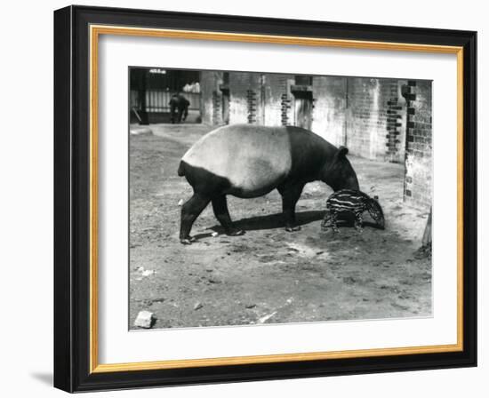 A Malayan Tapir with its 4 Day Old Baby at London Zoo, July 1921-Frederick William Bond-Framed Photographic Print