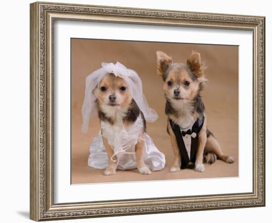 A Male And A Female Chihuahua Dressed As A Bride And Groom, Isolated-vitalytitov-Framed Photographic Print