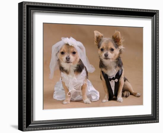 A Male And A Female Chihuahua Dressed As A Bride And Groom, Isolated-vitalytitov-Framed Photographic Print