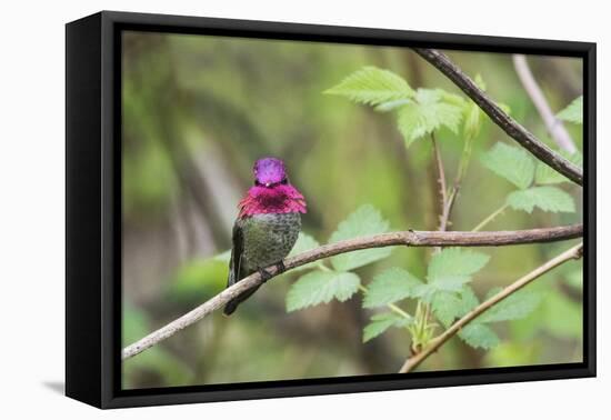 A male Anna's Hummingbird-Ken Archer-Framed Premier Image Canvas