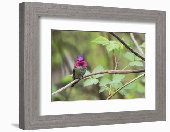 A male Anna's Hummingbird-Ken Archer-Framed Photographic Print