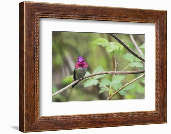 A male Anna's Hummingbird-Ken Archer-Framed Photographic Print