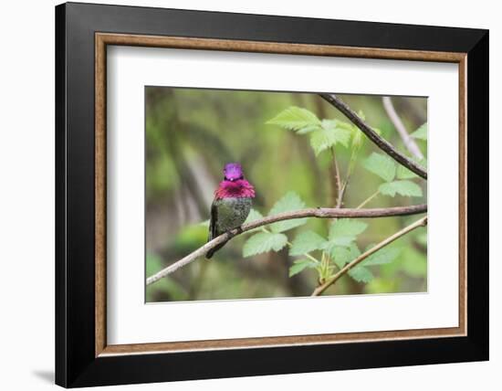 A male Anna's Hummingbird-Ken Archer-Framed Photographic Print