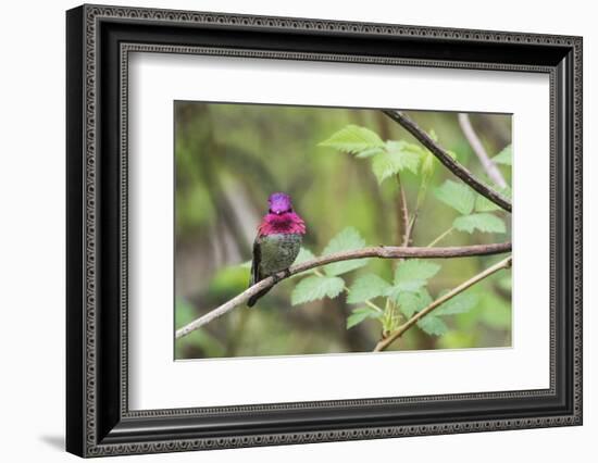 A male Anna's Hummingbird-Ken Archer-Framed Photographic Print