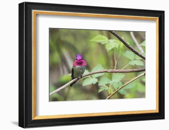 A male Anna's Hummingbird-Ken Archer-Framed Photographic Print