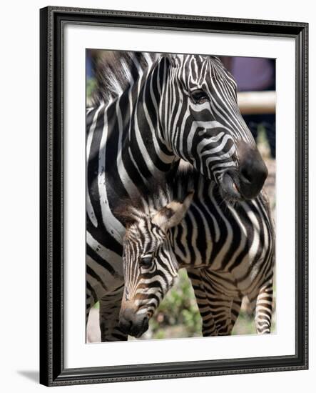 A Male Baby Zebra Named Roger-null-Framed Photographic Print