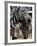 A Male Baby Zebra Named Roger-null-Framed Photographic Print