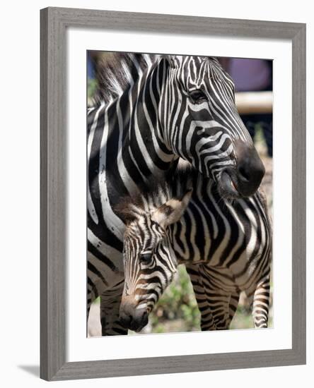 A Male Baby Zebra Named Roger-null-Framed Photographic Print