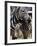 A Male Baby Zebra Named Roger-null-Framed Photographic Print