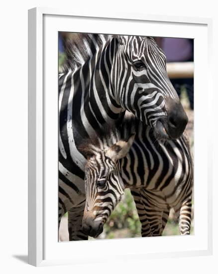 A Male Baby Zebra Named Roger-null-Framed Photographic Print