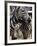 A Male Baby Zebra Named Roger-null-Framed Photographic Print