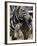 A Male Baby Zebra Named Roger-null-Framed Photographic Print