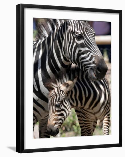 A Male Baby Zebra Named Roger-null-Framed Photographic Print