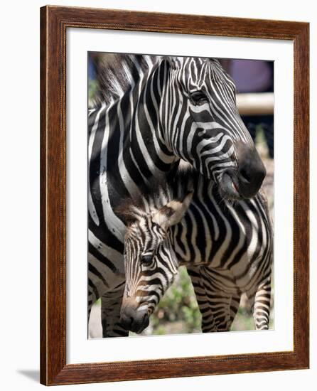 A Male Baby Zebra Named Roger-null-Framed Photographic Print